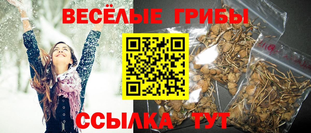 Псилоцибиновые грибы GOLDEN TEACHER  наркота  Надым  Вход с VPN 